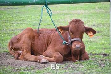 El Valle de los Nueve Alto celebra el día grande de sus fiestas patronales/Francisco Javier Santana.